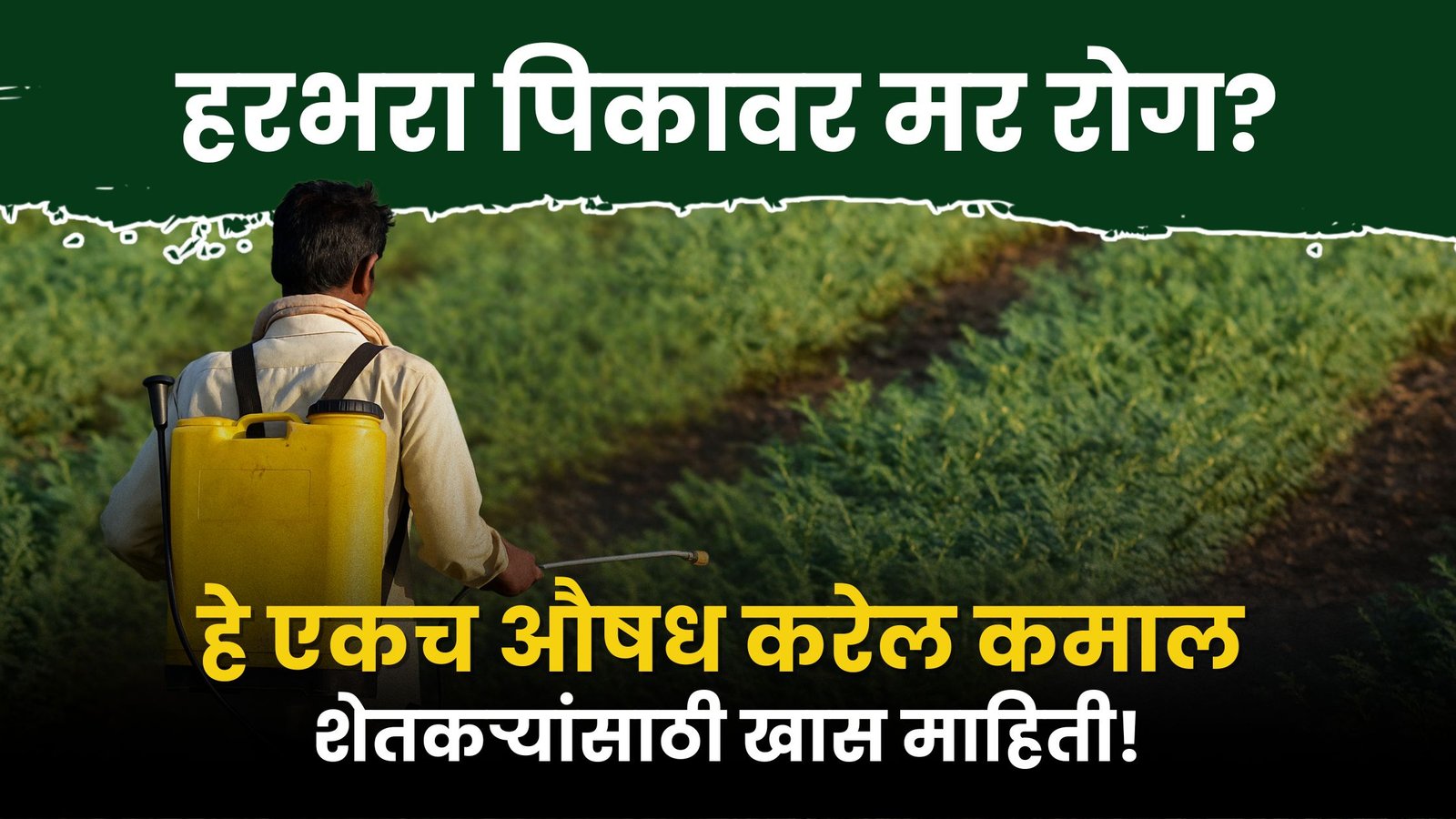 Harbhara pik favarani